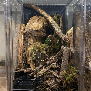 New enclosure for juvenile female P. rufilata