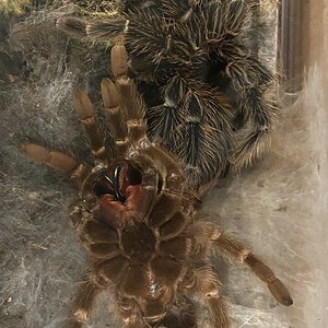 Female A. paulensis post molt color difference