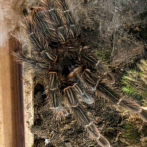 Freshly molted Acanthoscurria paulensis