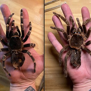 Adult females Acanthoscurria: geniculata on the left, paulensis on the right