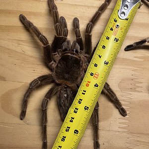 Adult female Acanthoscurria paulensis size