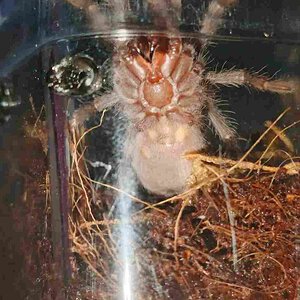 1.5" Lasiodora Parahybana