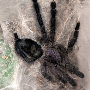 A. purpurea post molt stretch