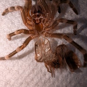 A. geniculata molt