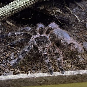 Female Nhandu carapoensis showing off her new look.