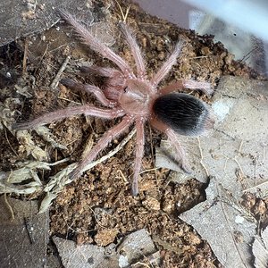 Baby Grammostola Rosea