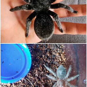 My first tarantula