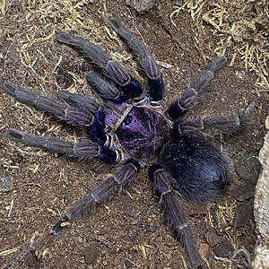 Phormictopus sp. “Dominican purple”