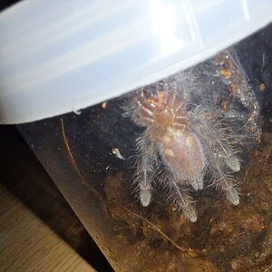 Poecilotheria metallica sling sexing