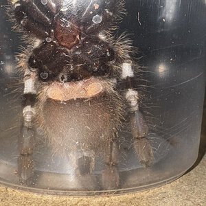 P regalis sex