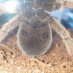 Aphonopelma Chalcodes 12cm (4.7inches)