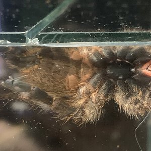 P. Murinus Kigoma gender?