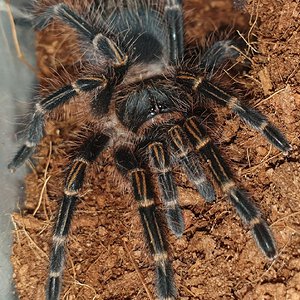 Grammostola Pulchripes 7cm (2.75in)