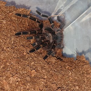 Grammostola Pulchripes 7cm (2.75in)