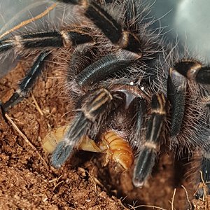 Grammostola Pulchripes 7cm (2.75in)