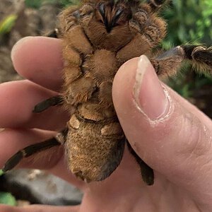 A.seemanni Is she male or female