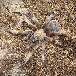 Aphonopelma moderatum