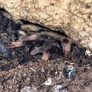 0.1 Abdomegaphobema sp. Mesomelas L2