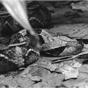 Gaboon Viper.jpg