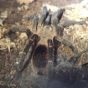 Thrixopelma pruriens