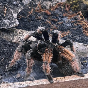 Adult female Brachypelma klaasi