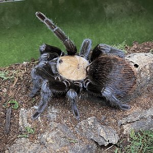 Brachypelma albiceps