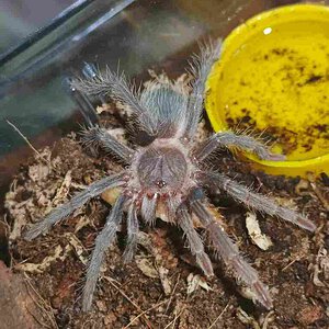 2.25" Lasiodora Parahybana Eating Superworms