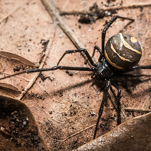 Latrodectus renivulvatus