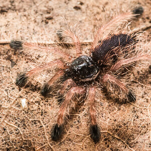 Avicularia minatrix