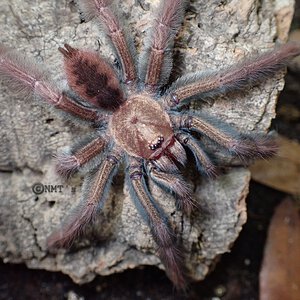 0.1 Psalmopoeus ecclesiasticus - 3.75" DLS