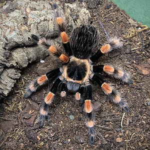 Brachypelma smithi