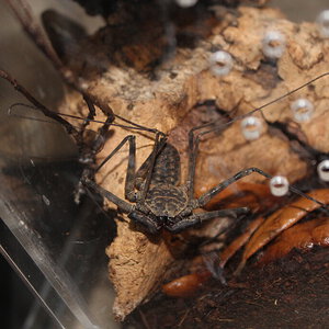 Tailless Whip Scorpion Species?