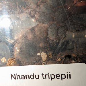 Nhandu Tripepii Ventral