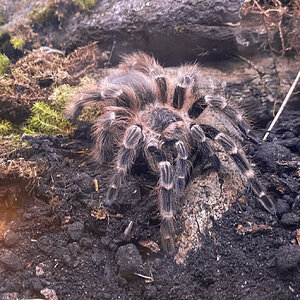 Juvenile female Nhandu cerradensis