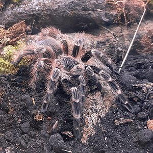 Young female Nhandu cerradensis.