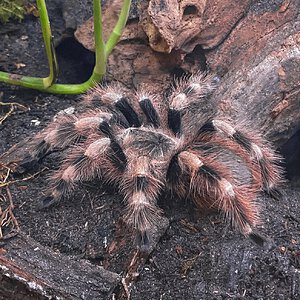 Young female Nhandu coloratovillosus