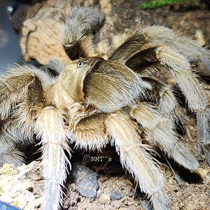 0.1 Aphonopelma gabeli - 4.75" DLS