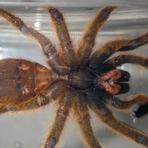 P. Murinus Ventral Sexing