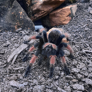 Young male B. emilia. Freshly molted.