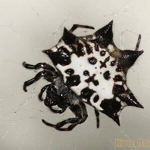 Gasteracantha-kuhli1.jpg