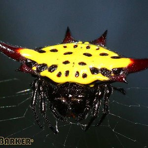 Gasteracantha-sauteri1.jpg