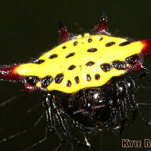 Gasteracantha-sauteri.jpg