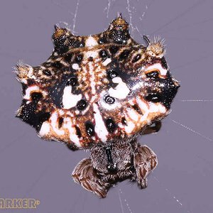 Thelacantha-brevispina.jpg