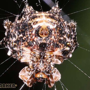 Thelacantha-brevispina1.jpg