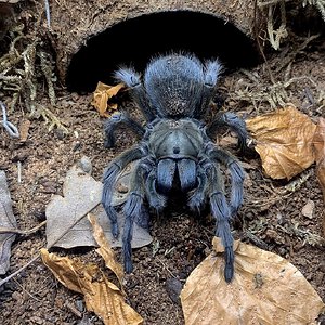 Aphonopelma sp. “Michoacán grey”