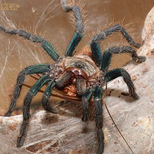 Chromatopelma-cyaneopubescens35.jpg