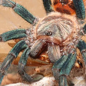 Chromatopelma-cyaneopubescens36.jpg