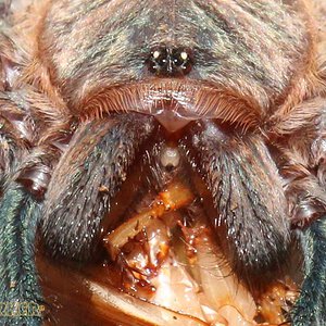 Chromatopelma-cyaneopubescens37.jpg