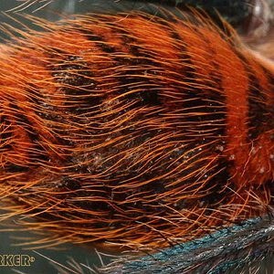 Chromatopelma-cyaneopubescens38.jpg