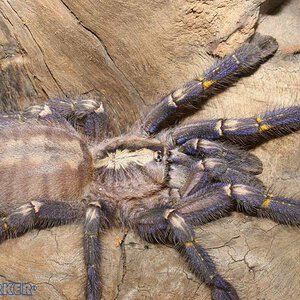 Poecilotheria-metallica65.jpg